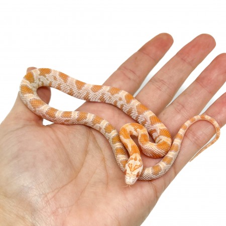 Pantherophis guttatus "Mandarin Sunkissed" - Serpent des blés