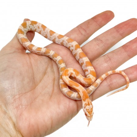 Pantherophis guttatus "Mandarin Sunkissed" - Serpent des blés