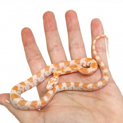 Pantherophis guttatus "Mandarin Sunkissed" - Serpent des blés