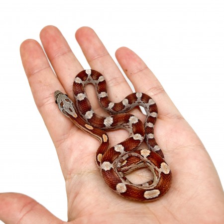 Pantherophis guttatus "Cinder Motley" - Serpent des blés