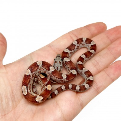 Pantherophis guttatus "Cinder Motley" - Serpent des blés