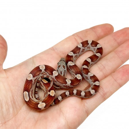 Pantherophis guttatus "Cinder Motley" - Serpent des blés