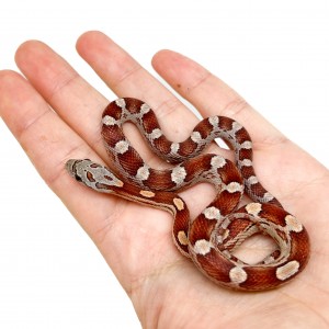 Pantherophis guttatus...