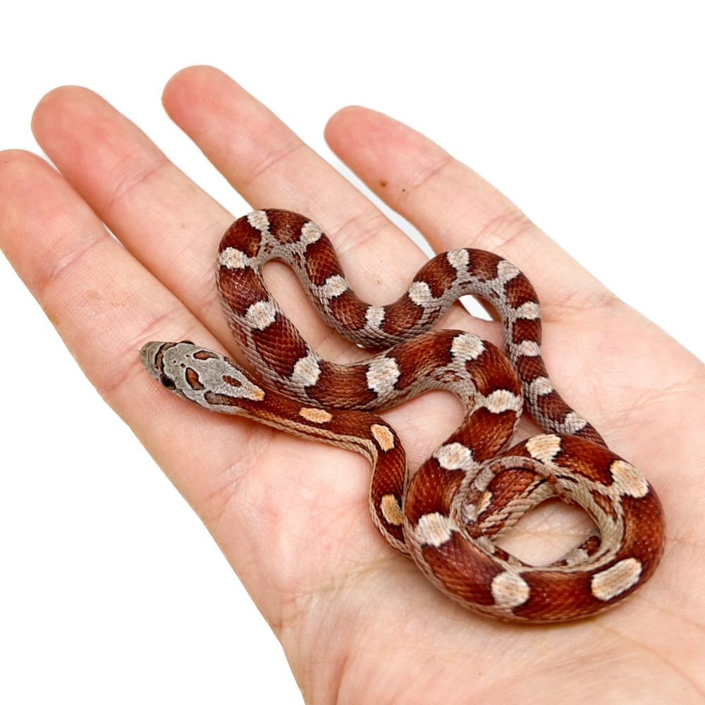 Pantherophis guttatus "Cinder Motley" - Serpent des blés