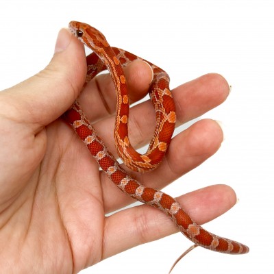 Pantherophis guttatus "Lava" - Serpent des blés