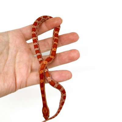 Pantherophis guttatus "Lava" - Serpent des blés