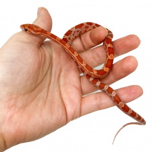 Pantherophis guttatus...