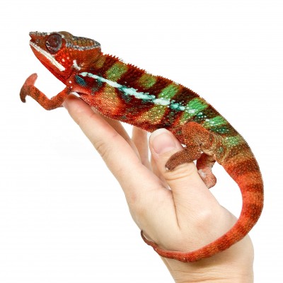 Furcifer pardalis ♂ "Ambilobe Red Bar" - Caméléon panthère