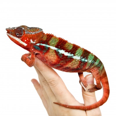 Furcifer pardalis ♂ "Ambilobe Red Bar" - Caméléon panthère