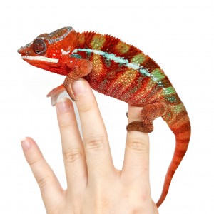 Furcifer pardalis ♂...