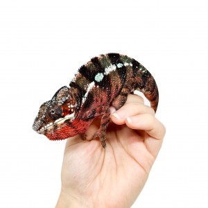 Furcifer pardalis "Ambilobe...