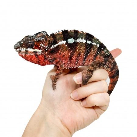 Furcifer pardalis "Ambilobe Picasso" - Caméléon panthère