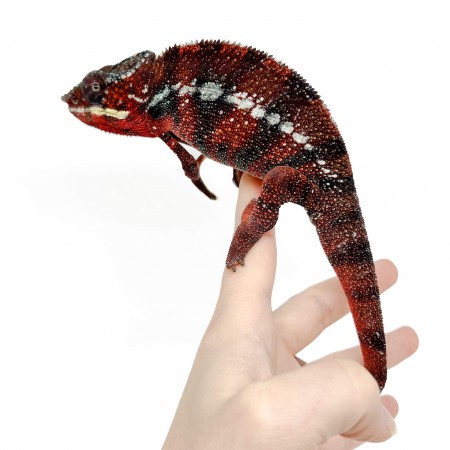 Furcifer pardalis "Ambilobe Picasso" - Caméléon panthère