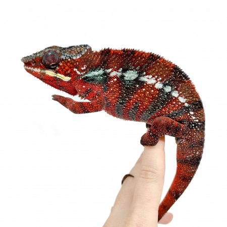 Furcifer pardalis "Ambilobe Picasso" - Caméléon panthère