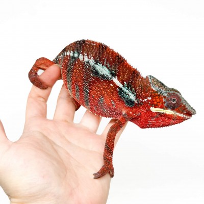 Furcifer pardalis "Ambilobe Picasso" - Caméléon panthère