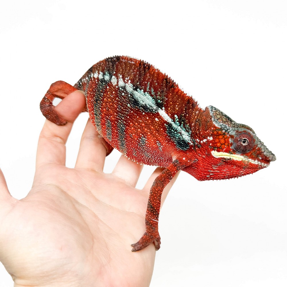 Furcifer pardalis "Ambilobe Picasso" - Caméléon panthère