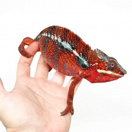 Furcifer pardalis "Ambilobe Picasso" - Caméléon panthère