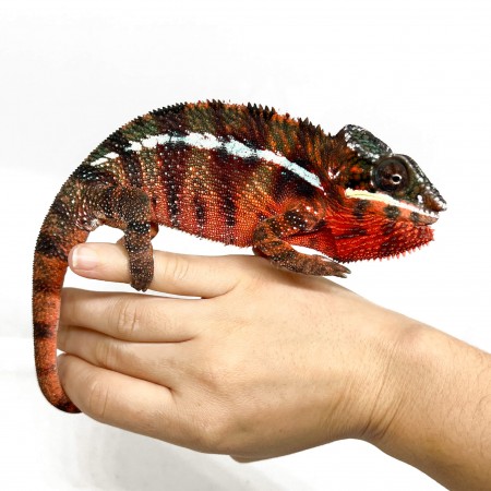 Furcifer pardalis ♂ "Ambilobe Red Bar" - Caméléon panthère