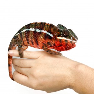 Furcifer pardalis ♂...