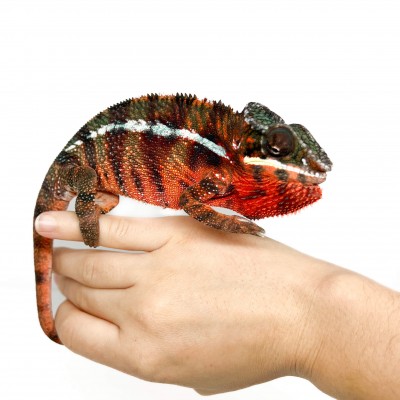 Furcifer pardalis ♂ "Ambilobe Red Bar" - Caméléon panthère