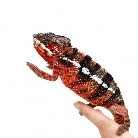 Furcifer pardalis "Ambilobe Picasso" - Caméléon panthère