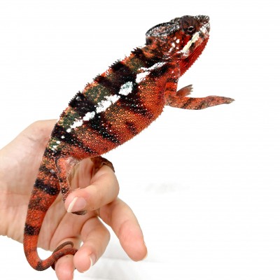 Furcifer pardalis "Ambilobe Picasso" - Caméléon panthère