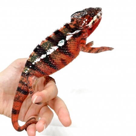 Furcifer pardalis "Ambilobe Picasso" - Caméléon panthère