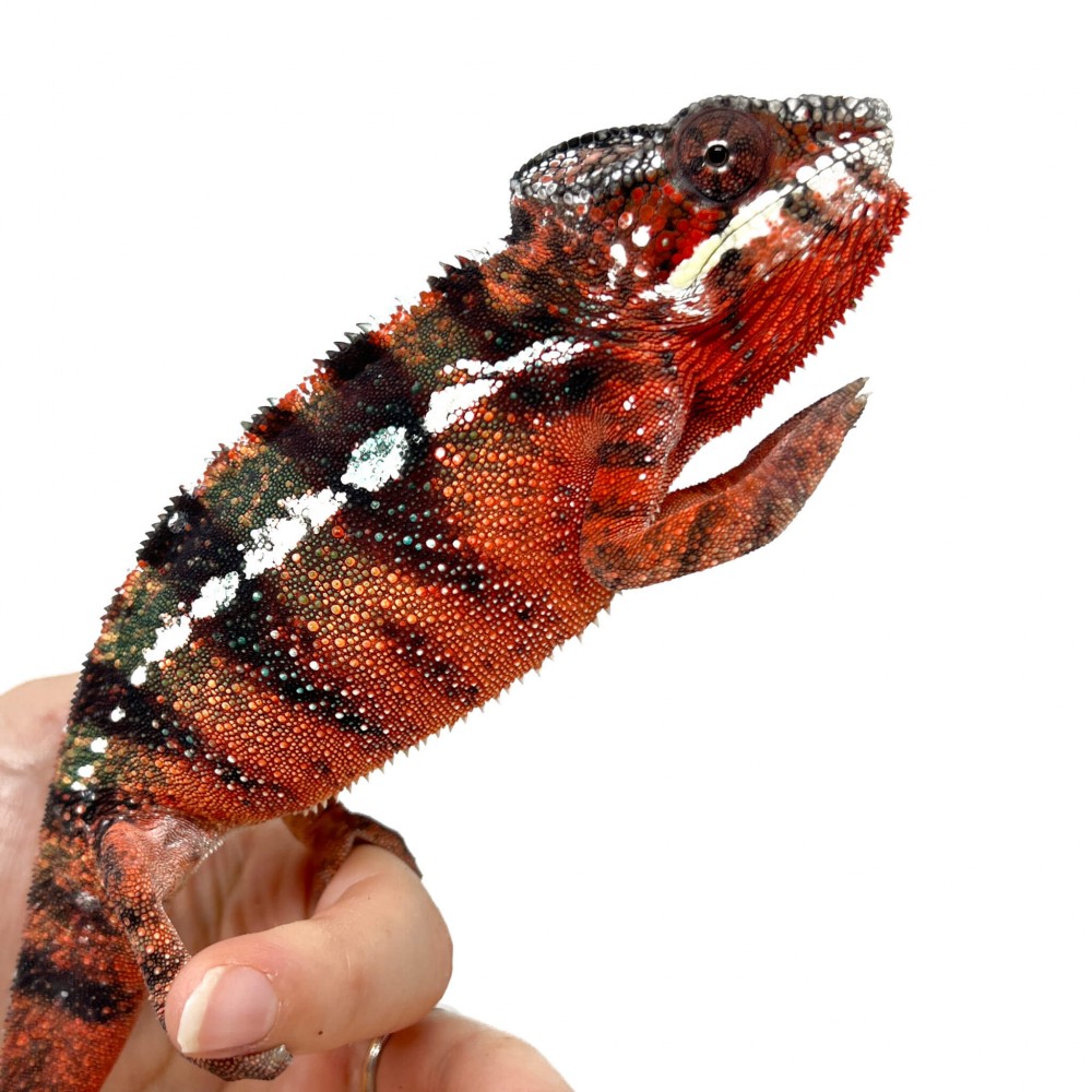 Furcifer pardalis "Ambilobe Picasso" - Caméléon panthère