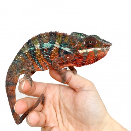 Furcifer pardalis ♂ "Ambilobe" Blue Bar Subadulte - Caméléon panthère