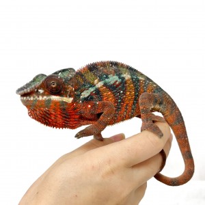 Furcifer pardalis ♂...