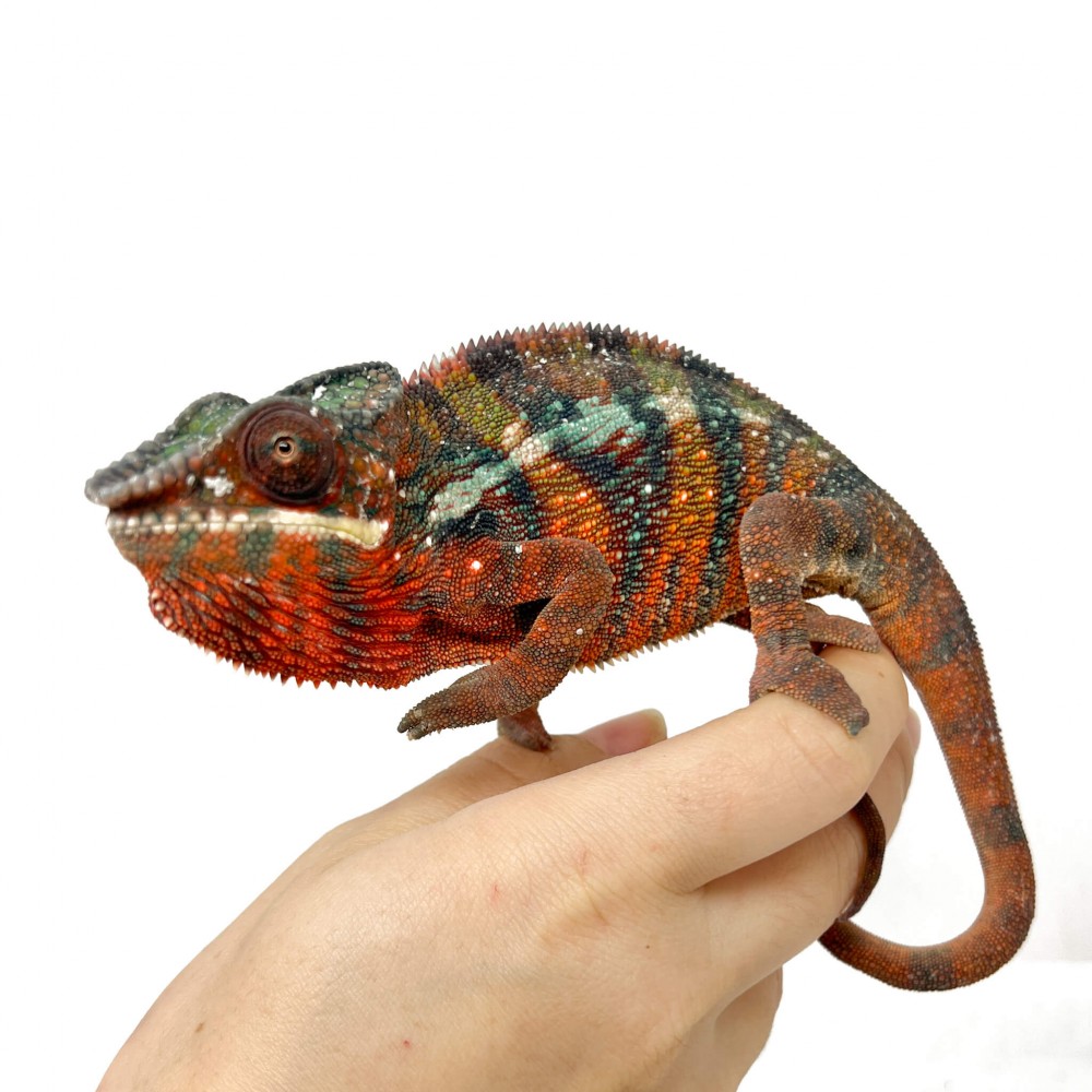 Furcifer pardalis ♂ "Ambilobe" Blue Bar Subadulte - Caméléon panthère