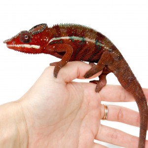 Furcifer pardalis "Ambilobe...