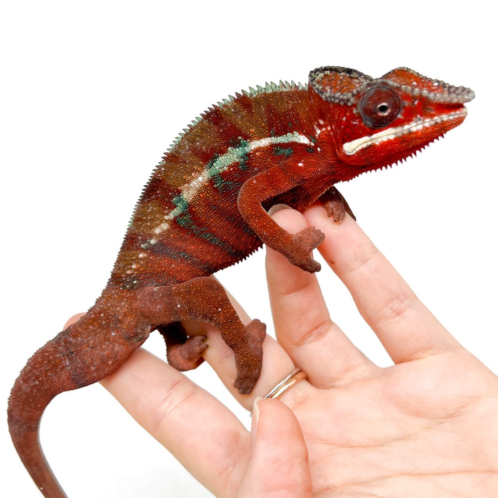 Furcifer pardalis "Ambilobe High Red" - Caméléon panthère