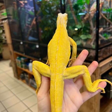 Iguana iguana - Mâle nommé Flash - Iguane vert