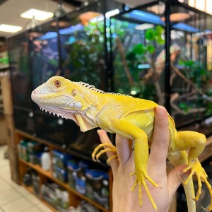 Iguana iguana - Mâle nommé...