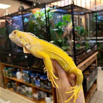 Iguana iguana - Mâle nommé Flash - Iguane vert