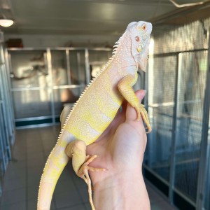 Iguana iguana - Mâle nommé...