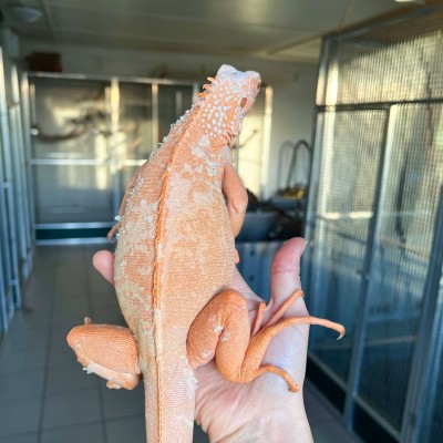 Iguana iguana - Mâle nommé Joe - Iguane vert