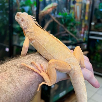 Iguana iguana - Femelle nommée Ivy - Iguane vert