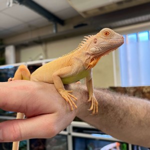 Iguana iguana - Femelle...