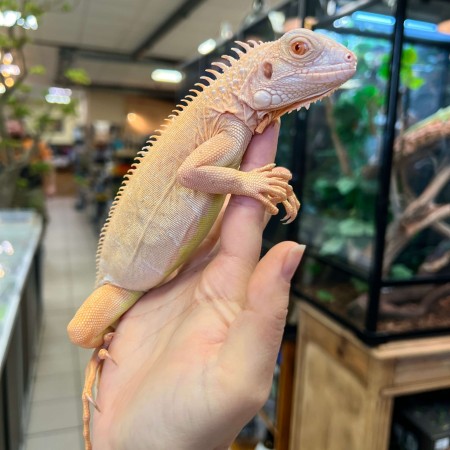 Iguana iguana - Femelle nommée Ivy - Iguane vert