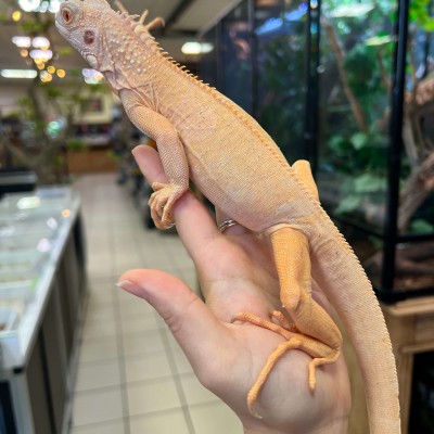 Iguana iguana - Femelle nommée Ivy - Iguane vert