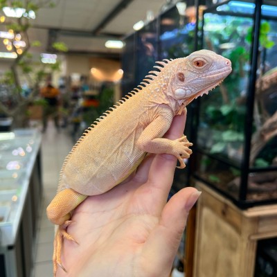 Iguana iguana - Femelle nommée Ivy - Iguane vert