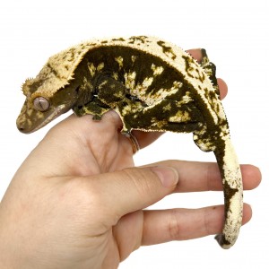 Correlophus ciliatus...