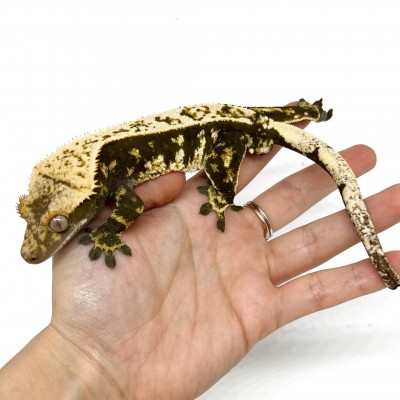 Correlophus ciliatus "Extrem Harlequin High Contrast" (ADULTE) - Gecko à crête