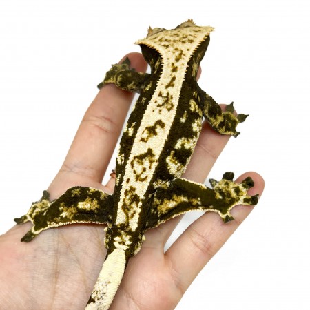 Correlophus ciliatus "Extrem Harlequin High Contrast" (ADULTE) - Gecko à crête