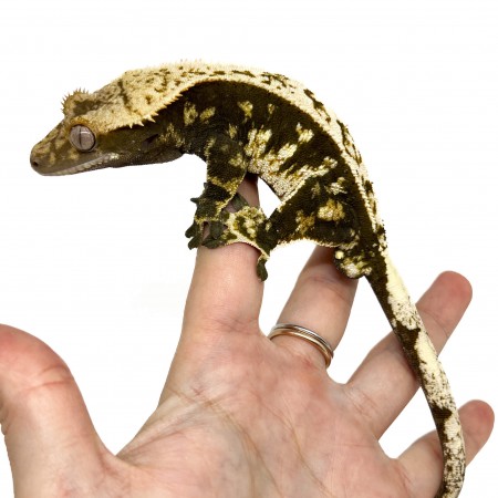 Correlophus ciliatus "Extrem Harlequin High Contrast" (ADULTE) - Gecko à crête