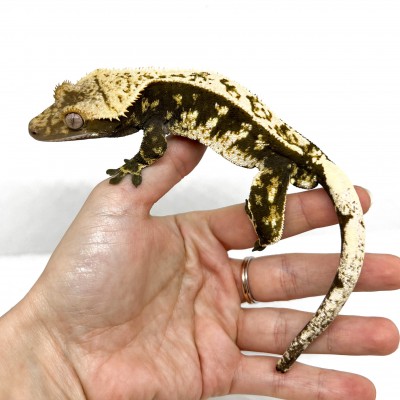 Correlophus ciliatus "Extrem Harlequin High Contrast" (ADULTE) - Gecko à crête