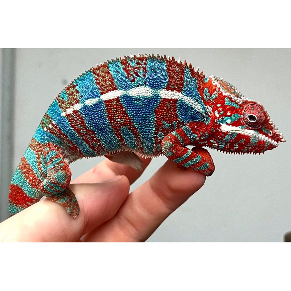 Furcifer pardalis Ambilobe Extrem Blue