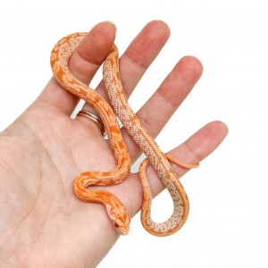 Pantherophis guttatus...